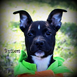 Thumbnail photo of Butters ~ adopted! #1
