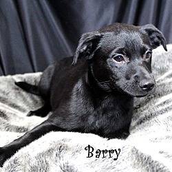 Thumbnail photo of Barry~adopted! #2