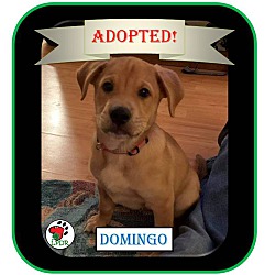 Thumbnail photo of ADOPTED Domingo-Spanish Litter #1
