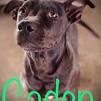 adopt a pet