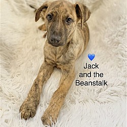 Thumbnail photo of Jack in the Beanstalk #1