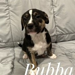 Photo of Bubba