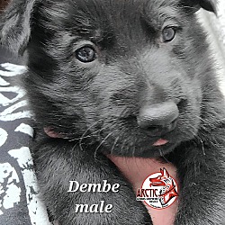 Thumbnail photo of Dembe #2