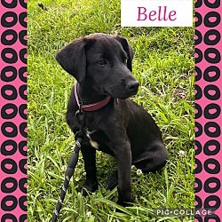 Photo of Belle