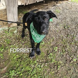Thumbnail photo of Forrest #4