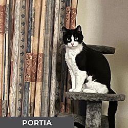 Thumbnail photo of Portia #3