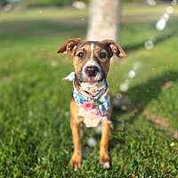 adopt a pet