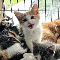 adopt a pet