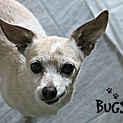 Thumbnail photo of Bugsy #2