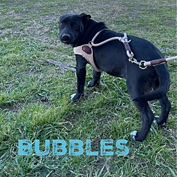 Thumbnail photo of Bubbles #3
