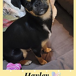 Photo of HAYLEY– 5 MONTH FEMALE PUG CHI