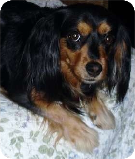 dachshund and cavalier king charles
