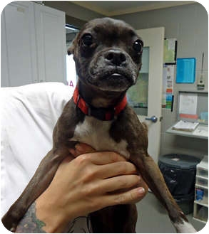 boston terrier pug chihuahua mix