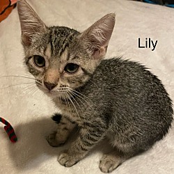 Thumbnail photo of Lilly #1