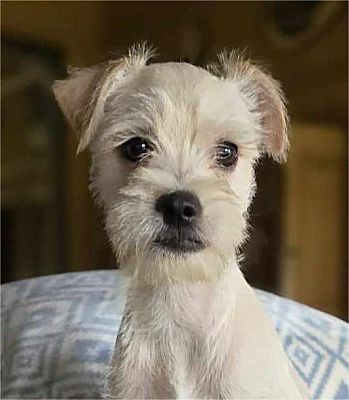 St. Louis, MO - Westie, West Highland White Terrier/Chihuahua. Meet ...