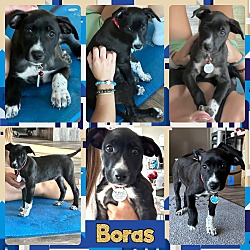 Thumbnail photo of Boras #2