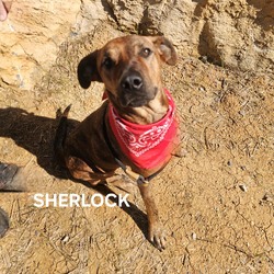 Thumbnail photo of Sherlock #2