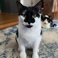 adopt a pet