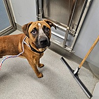 adopt a pet