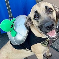adopt a pet