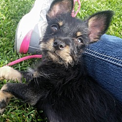 Thumbnail photo of Trixie-Adopt me ! #3