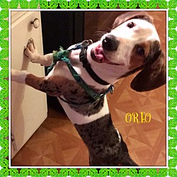 Thumbnail photo of OREO #1