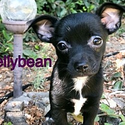 Thumbnail photo of Jellybean #2