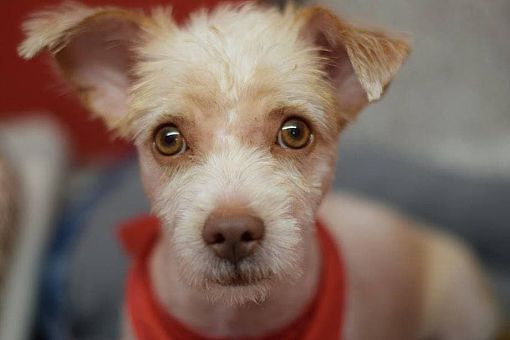 Tucson, AZ - Terrier (Unknown Type, Small)/Yorkie, Yorkshire Terrier. Meet  Paddington a Pet for Adoption 
