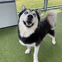 Photo of Luna