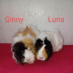 Photo of Ginny & Luna