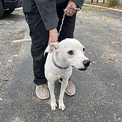 Photo of SASHA