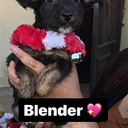 Thumbnail photo of Blender #1