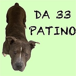 Thumbnail photo of DA 21 Patino #4