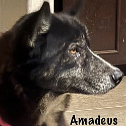 Thumbnail photo of Amadeus 3171 #1