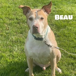 Photo of Beau