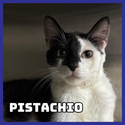 Thumbnail photo of Pistachio #1