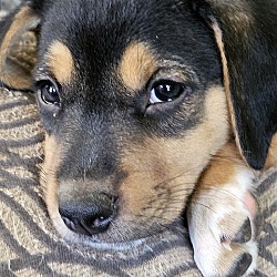 Thumbnail photo of Sprite (puppy) #1