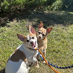 Thumbnail photo of Miley NJ (bonded pair with Carson NJ) #4