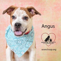 Thumbnail photo of Angus #1