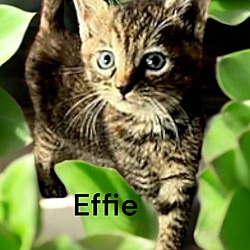 Thumbnail photo of Effie #2