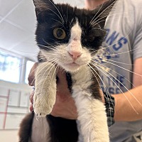 adopt a pet
