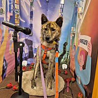 adopt-pet
