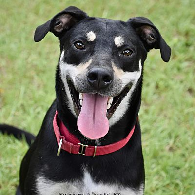 Umatilla, FL - Hound (Unknown Type). Meet Remington a Pet for Adoption ...