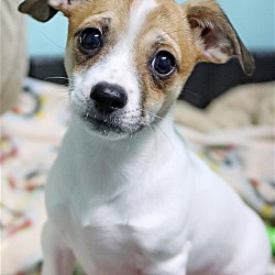 Photo of Scamp