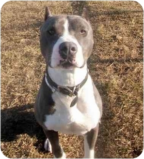Sacramento, CA - American Staffordshire Terrier. Meet OZZY.Blue Nose a ...