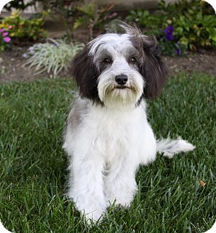 Havanese Terrier Mix Goldenacresdogs Havanese Terrier Mix Goldenacresdogs