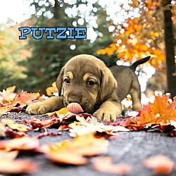 Thumbnail photo of Putzie #1