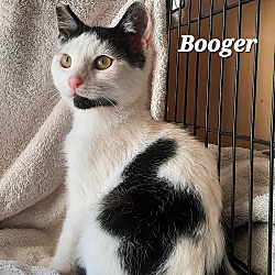 Thumbnail photo of Booger #1