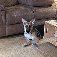 adopt a pet