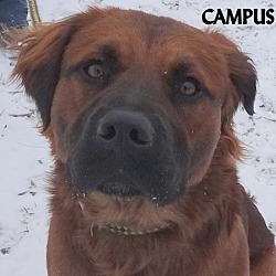 Thumbnail photo of CAMPUS--BEAUTIFUL DOG! #1